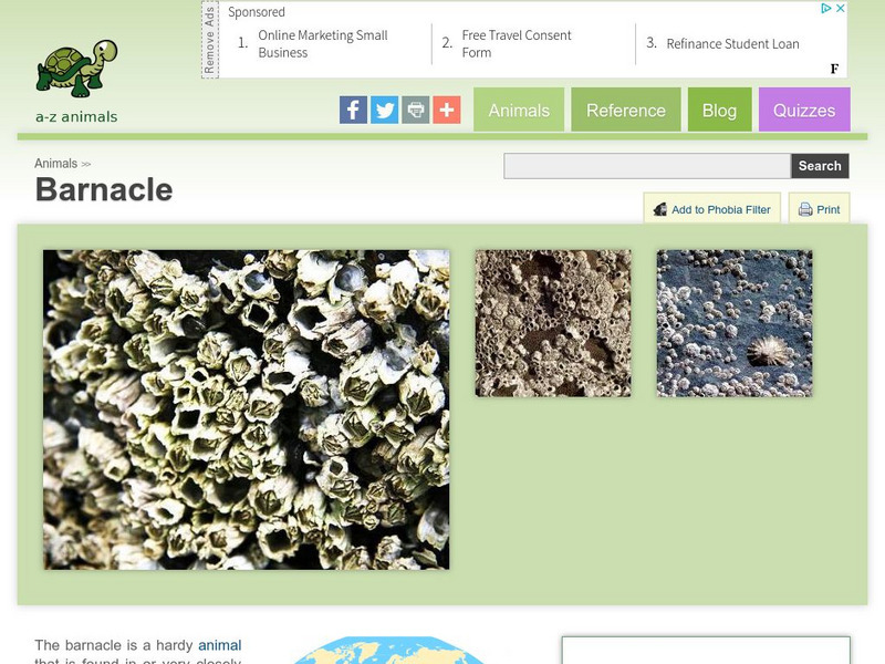 A Z Animals: Animal Facts: Barnacle (Cirripedia) Handout A Z Animals: Animal Facts: Barnacle (Cirripedia) Handout