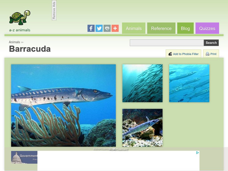 A Z Animals: Animal Facts: Barracuda (Sphyraena) Handout A Z Animals: Animal Facts: Barracuda (Sphyraena) Handout