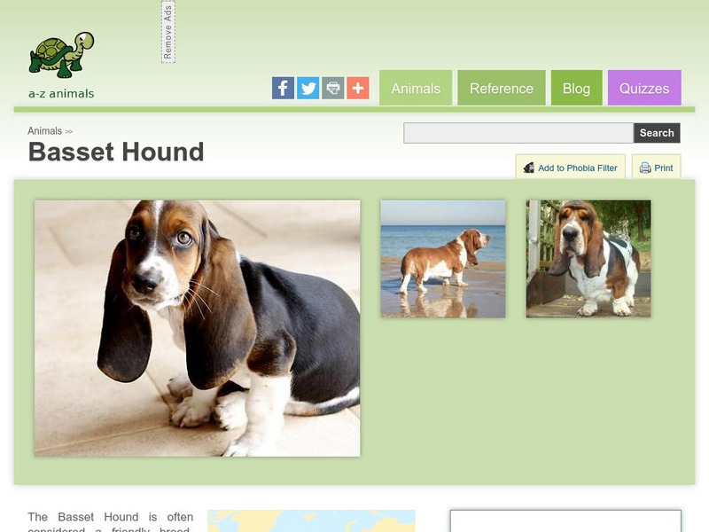 A Z Animals: Animal Facts: Basset Hound Handout A Z Animals: Animal Facts: Basset Hound Handout
