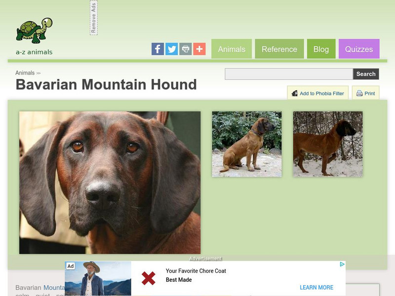 A Z Animals: Animal Facts: Bavarian Mountain Hound Handout A Z Animals: Animal Facts: Bavarian Mountain Hound Handout