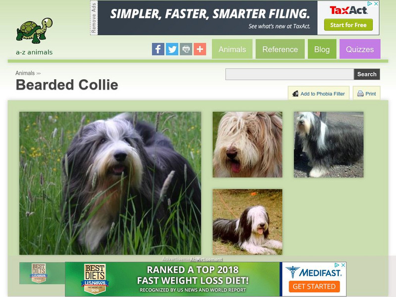 A Z Animals: Animal Facts: Bearded Collie Handout A Z Animals: Animal Facts: Bearded Collie Handout