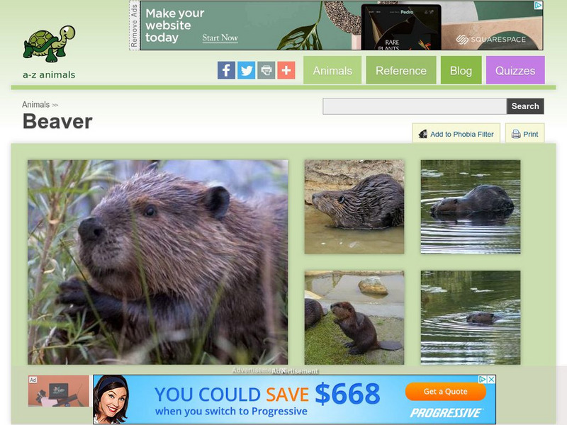 A Z Animals: Animal Facts: Beaver (Castor Canadensis) Handout A Z Animals: Animal Facts: Beaver (Castor Canadensis) Handout