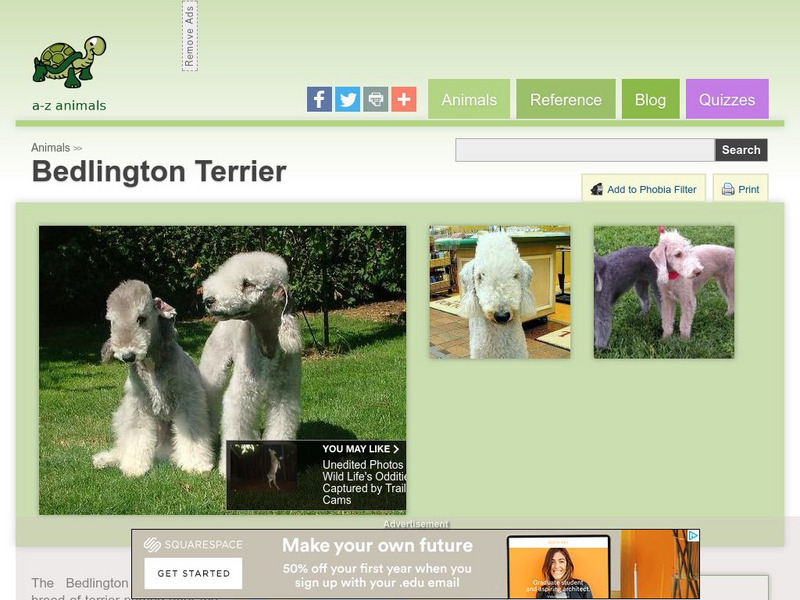 A Z Animals: Animal Facts: Bedlington Terrier Handout