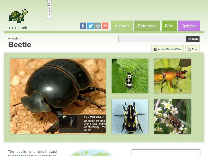 A Z Animals: Animal Facts: Beetle (Coleoptera) Handout