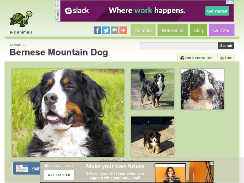 A Z Animals: Animal Facts: Bernese Mountain Dog Handout