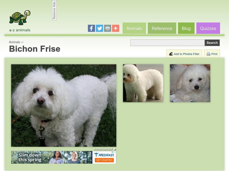 A Z Animals: Animal Facts: Bichon Frise Handout A Z Animals: Animal Facts: Bichon Frise Handout