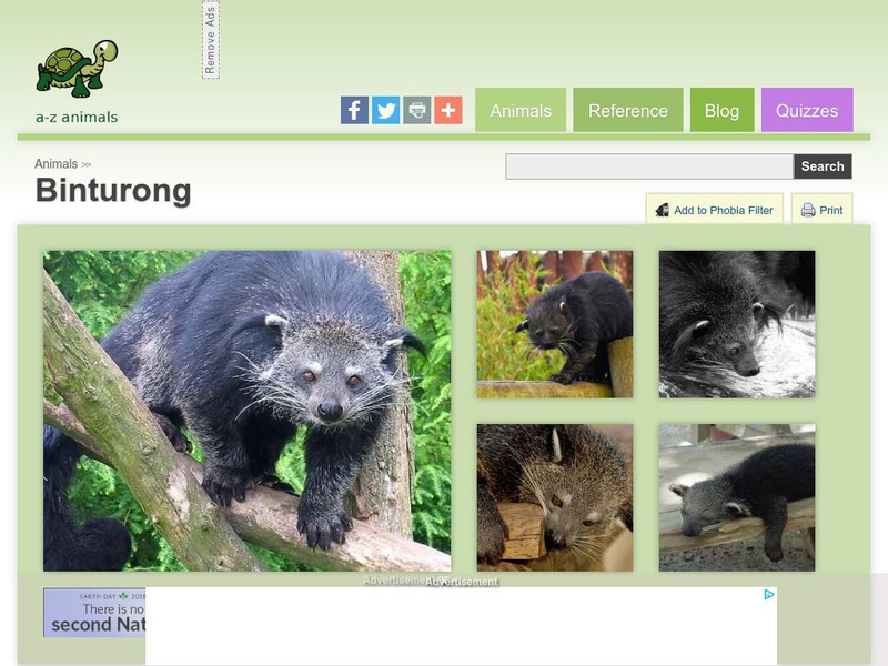 A Z Animals: Animal Facts: Binturong (Arctictis Binturong) Handout A Z Animals: Animal Facts: Binturong (Arctictis Binturong) Handout
