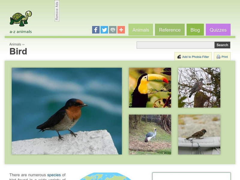 A Z Animals: Animal Facts: Bird Handout A Z Animals: Animal Facts: Bird Handout