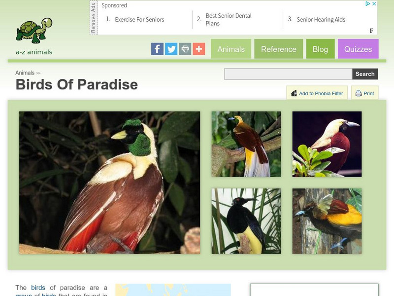 A Z Animals: Animal Facts: Birds of Paradise (Paradisaeidae) Handout