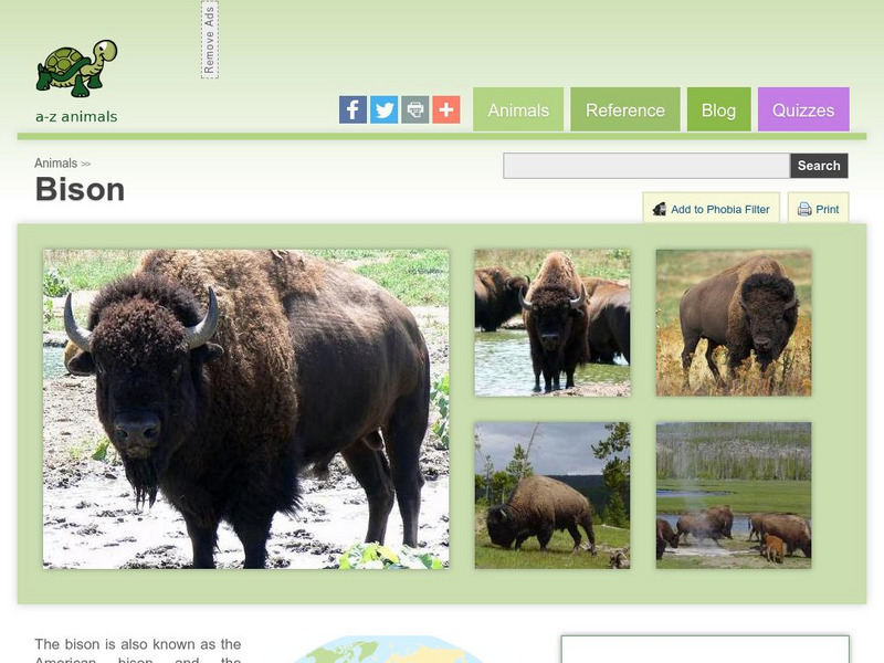 A Z Animals: Animal Facts: Bison (Bison Bison) Handout A Z Animals: Animal Facts: Bison (Bison Bison) Handout