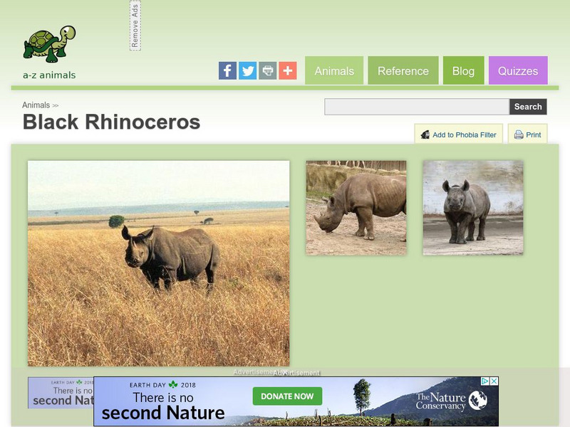 A Z Animals: Animal Facts: Black Rhinoceros (Diceros Bicornis) Handout