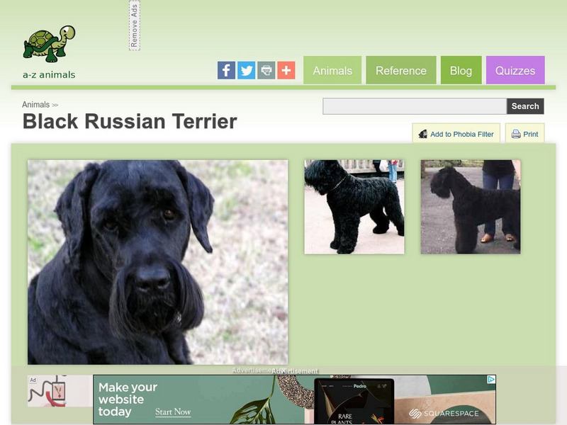 A Z Animals: Animal Facts: Black Russian Terrier Handout A Z Animals: Animal Facts: Black Russian Terrier Handout