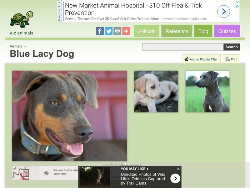 A Z Animals: Animal Facts: Blue Lacy Dog Handout