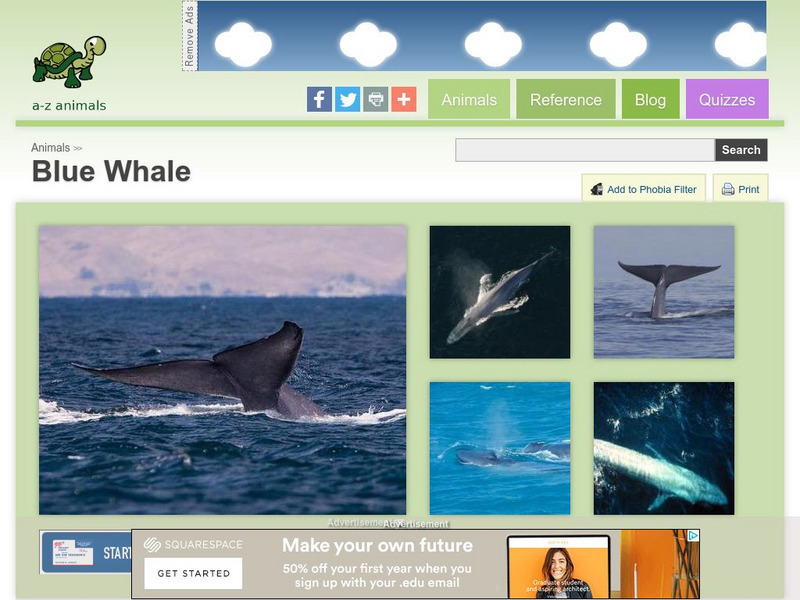 A Z Animals: Animal Facts: Blue Whale (Balsenoptera Musculus) Handout A Z Animals: Animal Facts: Blue Whale (Balsenoptera Musculus) Handout