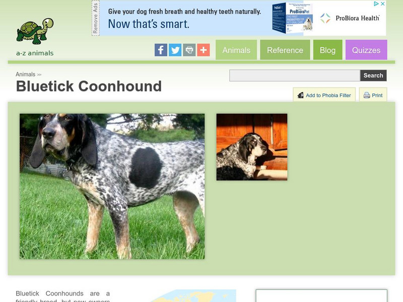 A Z Animals: Animal Facts: Bluetick Coonhound Handout