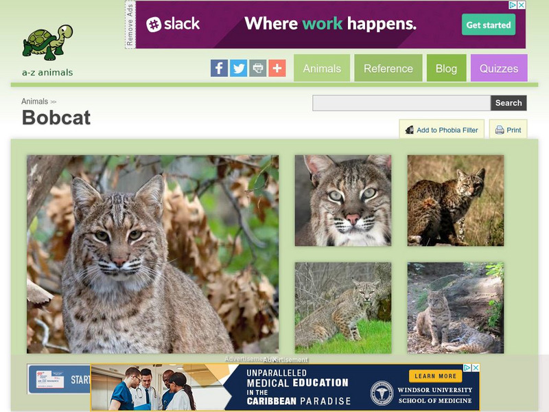 A Z Animals: Animal Facts: Bobcat (Lynx Rufus) Handout