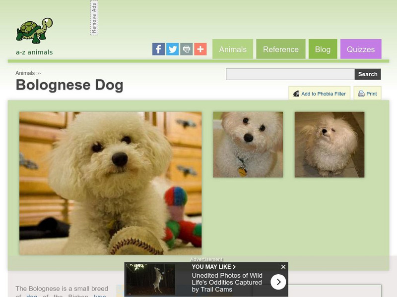 A Z Animals: Animal Facts: Bolognese Dog Handout A Z Animals: Animal Facts: Bolognese Dog Handout