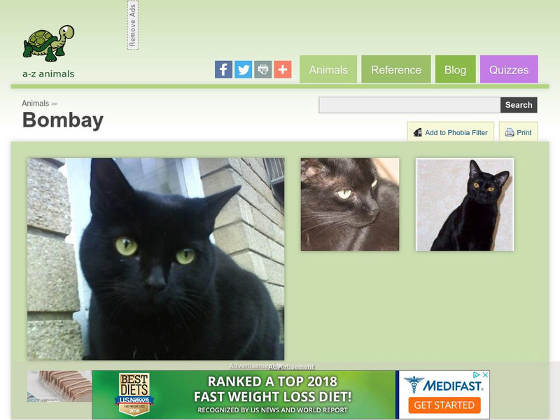 A Z Animals: Animal Facts: Bombay Handout A Z Animals: Animal Facts: Bombay Handout