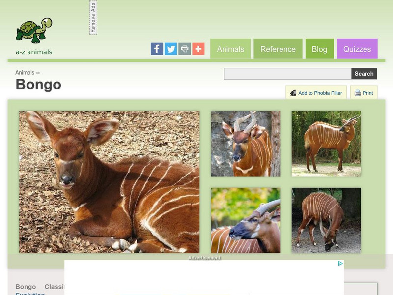 A Z Animals: Animal Facts: Bongo (Tragelaphus Eurycerus) Handout A Z Animals: Animal Facts: Bongo (Tragelaphus Eurycerus) Handout