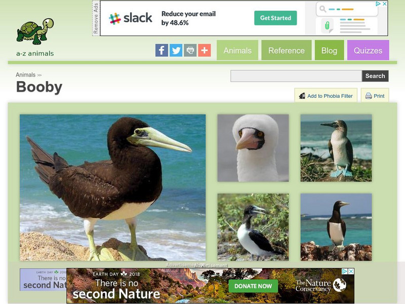A Z Animals: Animal Facts: Booby (Sula Nebouxii) Handout