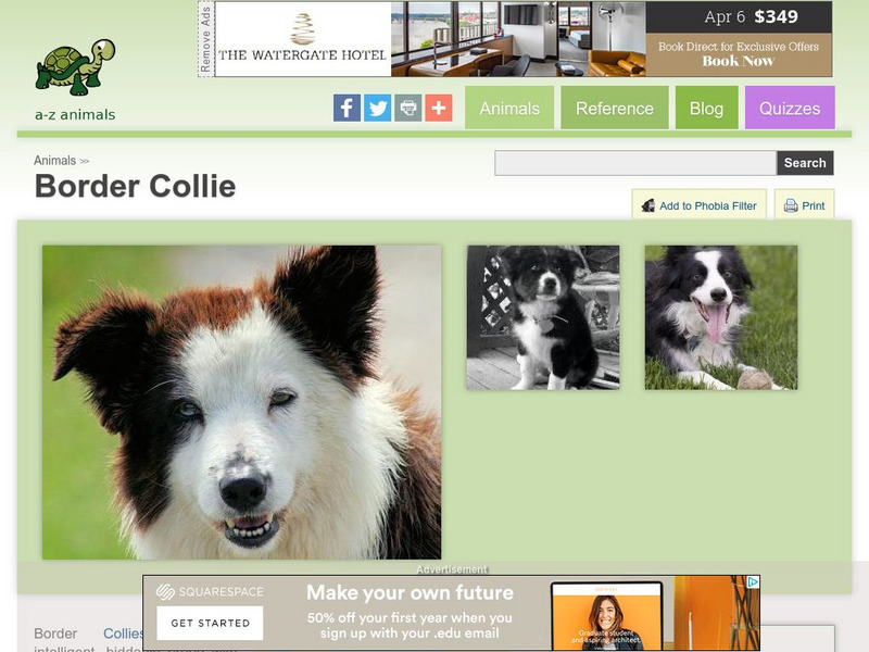 A Z Animals: Animal Facts: Border Collie Handout A Z Animals: Animal Facts: Border Collie Handout