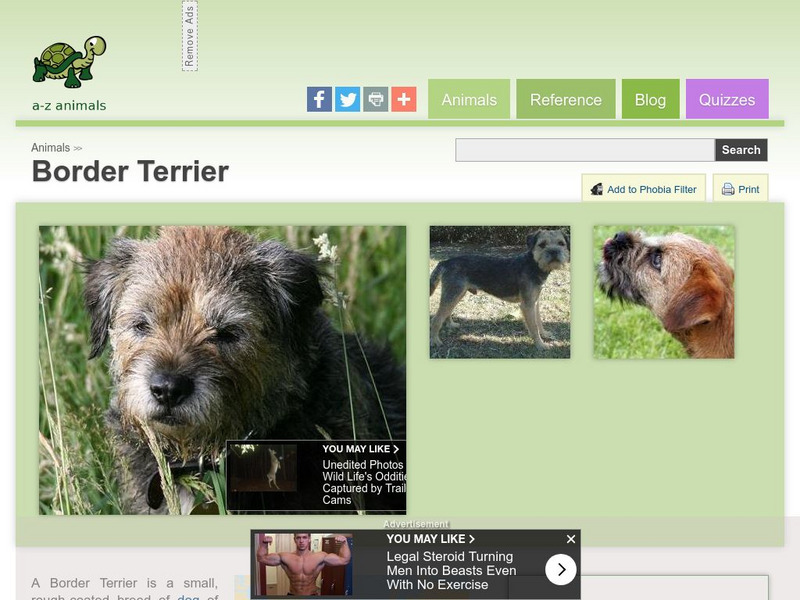 A Z Animals: Animal Facts: Border Terrier Handout A Z Animals: Animal Facts: Border Terrier Handout