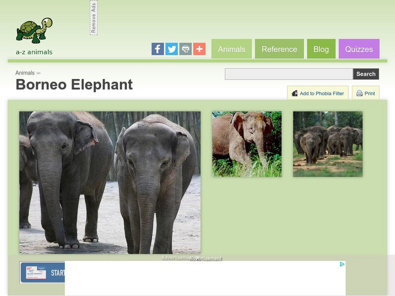 A Z Animals: Animal Facts: Borneo Elephant (Elephas Maximus Borneensis) Handout