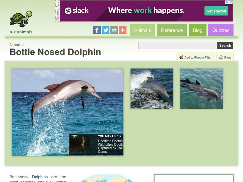 A Z Animals: Animal Facts: Bottle Nosed Dolphin (Tursiops Truncatus) Handout A Z Animals: Animal Facts: Bottle Nosed Dolphin (Tursiops Truncatus) Handout