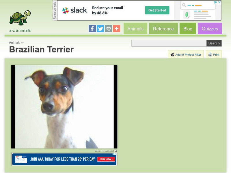 A Z Animals: Animal Facts: Brazilian Terrier Handout A Z Animals: Animal Facts: Brazilian Terrier Handout