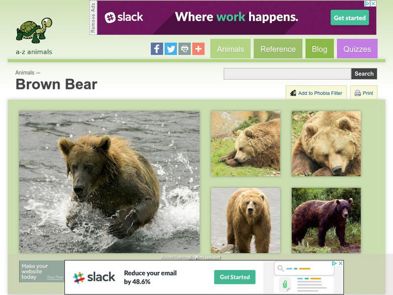 A Z Animals: Animal Facts: Brown Bear (Ursus Arctos) Handout A Z Animals: Animal Facts: Brown Bear (Ursus Arctos) Handout