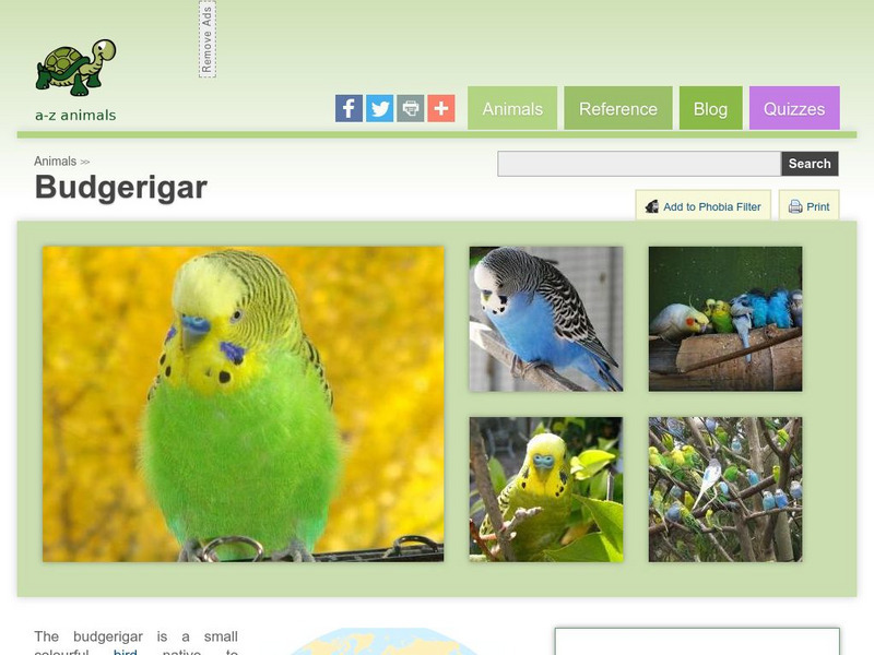 A Z Animals: Animal Facts: Budgerigar (Melopsittacus Undulatus) Handout