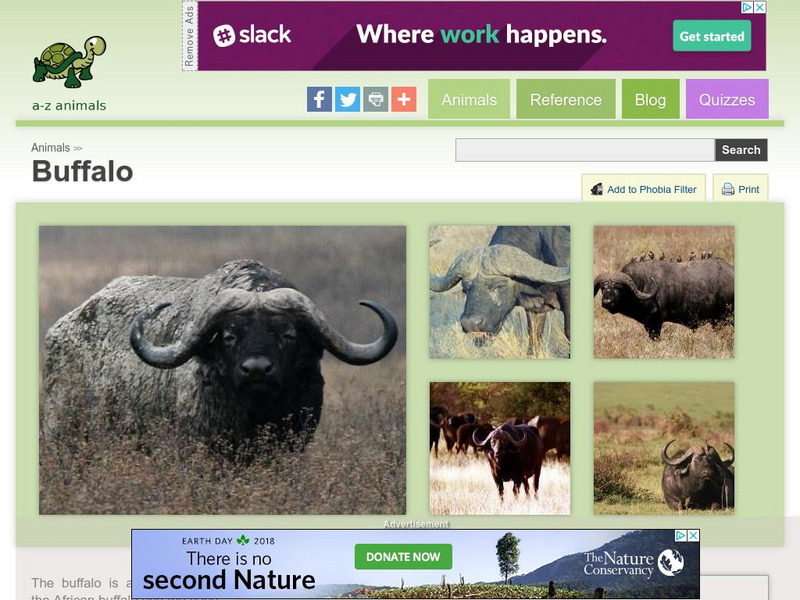 A Z Animals: Animal Facts: Buffalo (Syncerus Caffer) Handout A Z Animals: Animal Facts: Buffalo (Syncerus Caffer) Handout