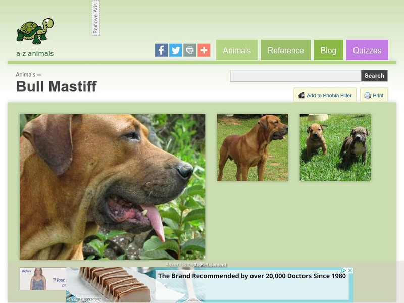 A Z Animals: Animal Facts: Bull Mastiff Handout A Z Animals: Animal Facts: Bull Mastiff Handout