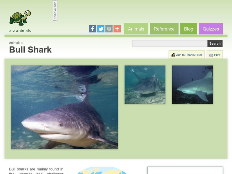 A Z Animals: Animal Facts: Bull Shark (Carcharhinus Leucas) Handout A Z Animals: Animal Facts: Bull Shark (Carcharhinus Leucas) Handout