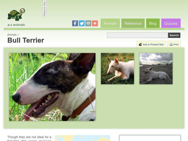 A Z Animals: Animal Facts: Bull Terrier Handout