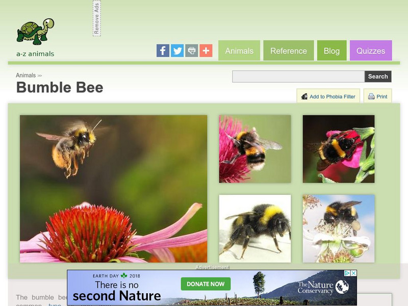 A Z Animals: Animal Facts: Bumble Bee (Bombus) Handout