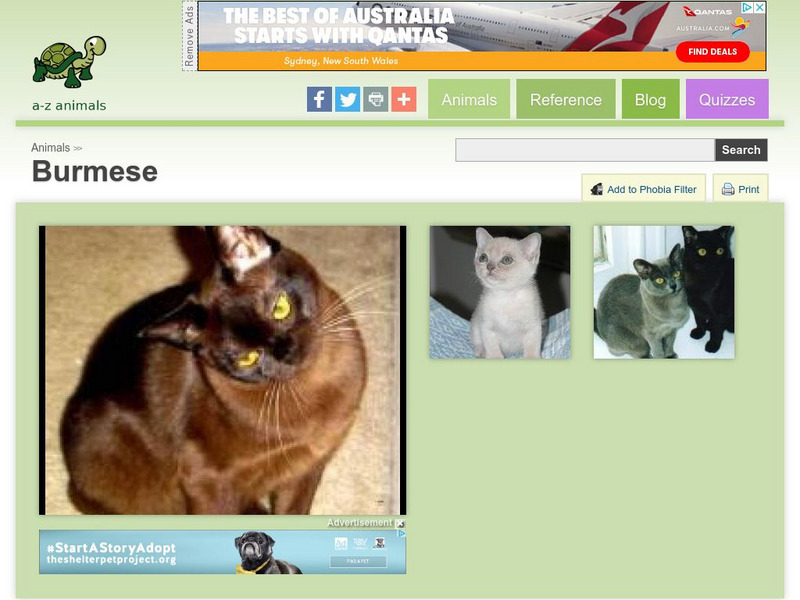 A Z Animals: Animal Facts: Burmese Handout