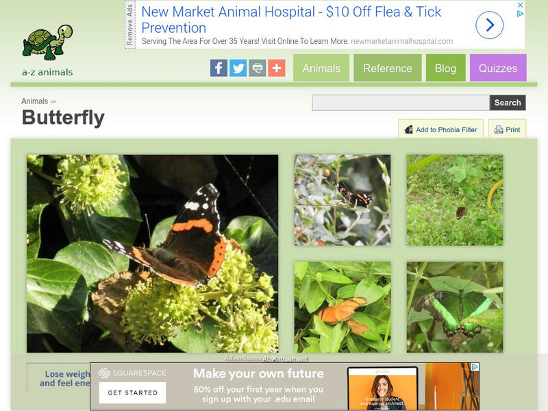 A Z Animals: Animal Facts: Butterfly (Papilionoidea) Handout A Z Animals: Animal Facts: Butterfly (Papilionoidea) Handout