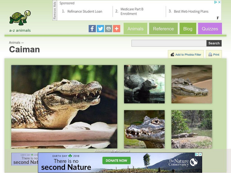 A Z Animals: Animal Facts: Caiman (Caimaninae) Handout