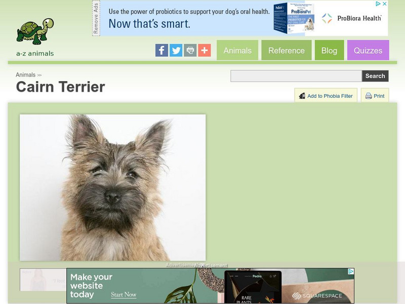 A Z Animals: Animal Facts: Cairn Terrier Handout A Z Animals: Animal Facts: Cairn Terrier Handout
