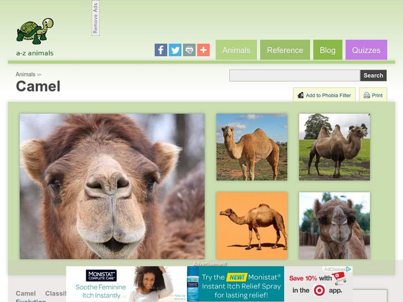 A Z Animals: Animal Facts: Camel (Camelus Dromedarius) Handout A Z Animals: Animal Facts: Camel (Camelus Dromedarius) Handout