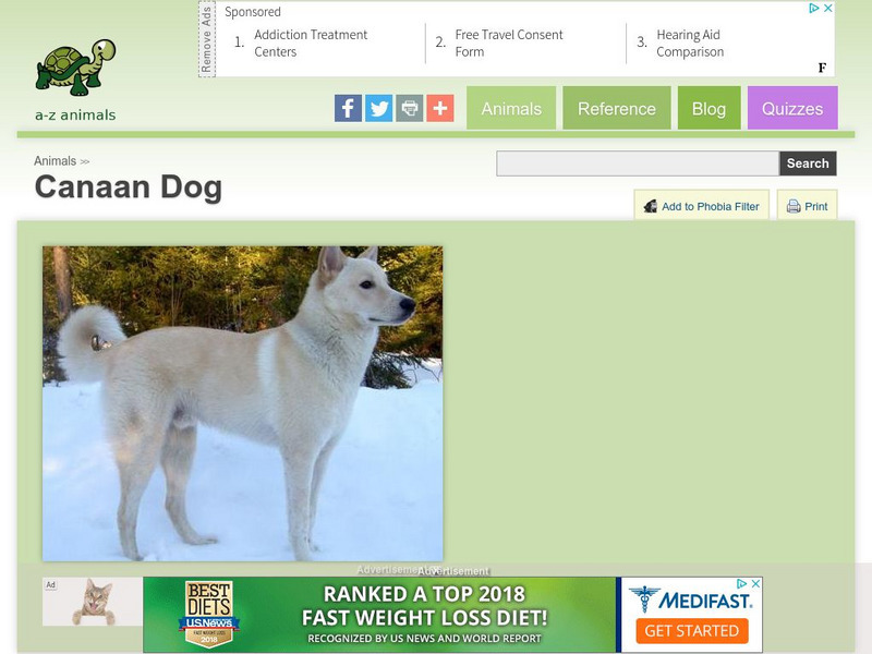 A Z Animals: Animal Facts: Canaan Dog Handout