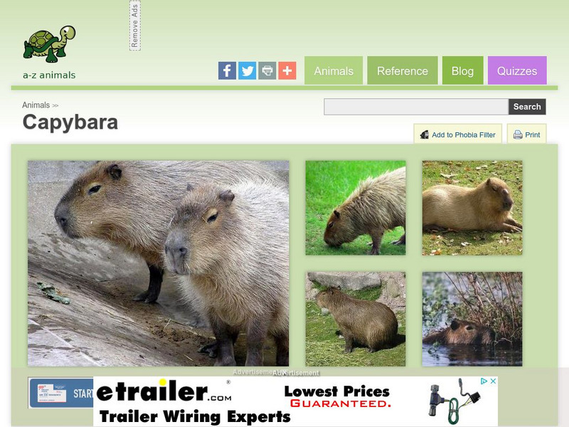 A Z Animals: Animal Facts: Capybara (Hydrochoerus Hydrochaeris) Handout A Z Animals: Animal Facts: Capybara (Hydrochoerus Hydrochaeris) Handout