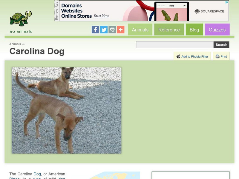 A Z Animals: Animal Facts: Carolina Dog Handout A Z Animals: Animal Facts: Carolina Dog Handout