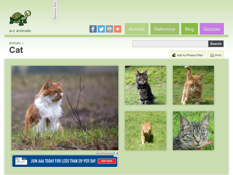 A Z Animals: Animal Facts: Cat (Felis Domesticus) Handout