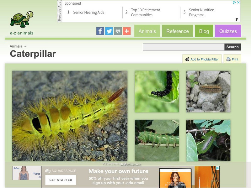 A Z Animals: Animal Facts: Caterpillar (Larva) Handout A Z Animals: Animal Facts: Caterpillar (Larva) Handout