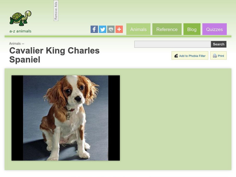 A Z Animals: Animal Facts: Cavalier King Charles Spaniel Handout A Z Animals: Animal Facts: Cavalier King Charles Spaniel Handout