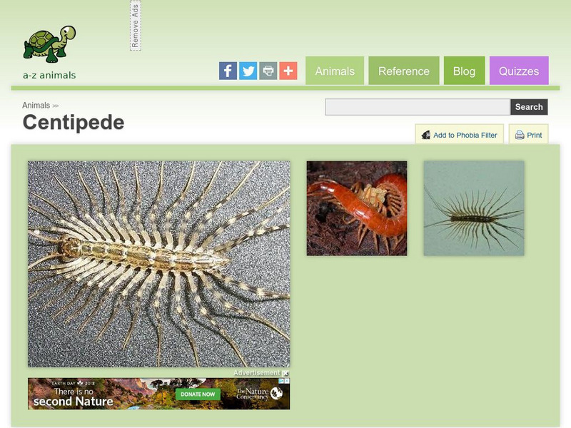 A Z Animals: Animal Facts: Centipede (Chilopoda) Handout