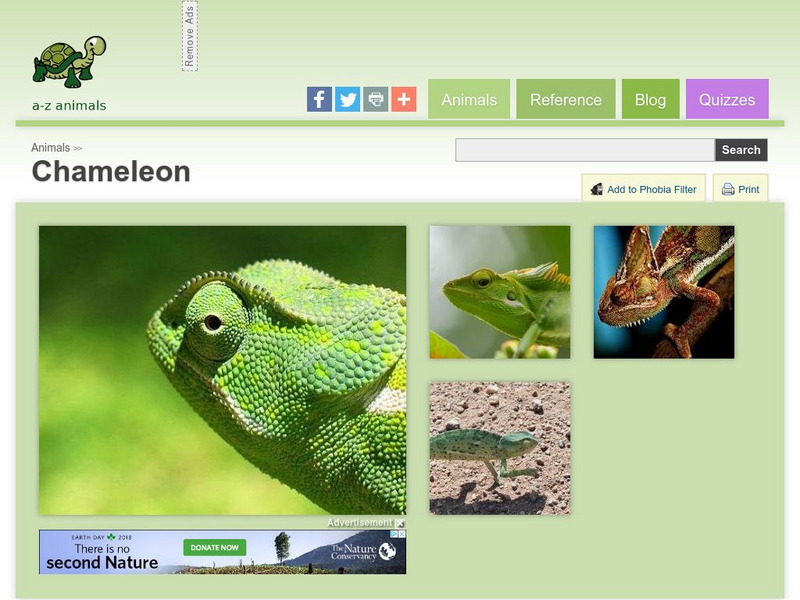 A Z Animals: Animal Facts: Chameleon (Chamaeleonidae) Handout A Z Animals: Animal Facts: Chameleon (Chamaeleonidae) Handout
