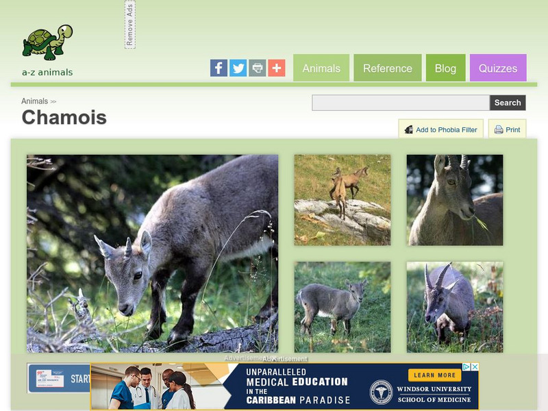 A Z Animals: Animal Facts: Chamois (Rupicapra Rupicapra) Handout